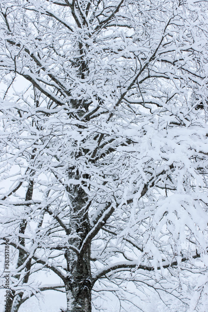 Birch tree covered in snow
