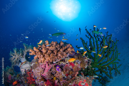 Healthy coral and fish on the Great Barrier Reef