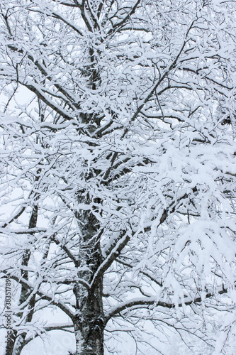 Birch tree covered in snow © Ida Wastensson