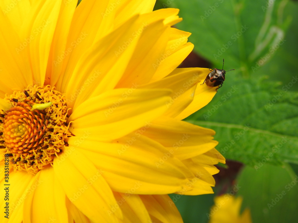 A beetle on a yellow rudbeckia
A beetle on a yellow rudbeckia