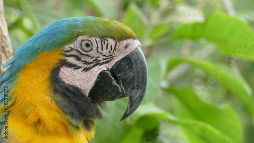 Gelbbrustara oder Ararauna (Ara ararauna), ein roßer Papagei aus Ecuador photo