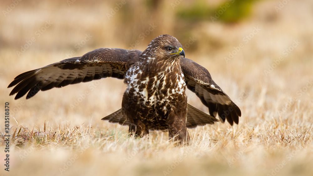 Obraz premium Common buzzard, buteo buteo, landing on meadow in autumn nature. Dominant bird of prey with spread wings on dry field. Wild feathered animal sitting on grass.