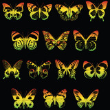 Vector image of set various colorful butterflies