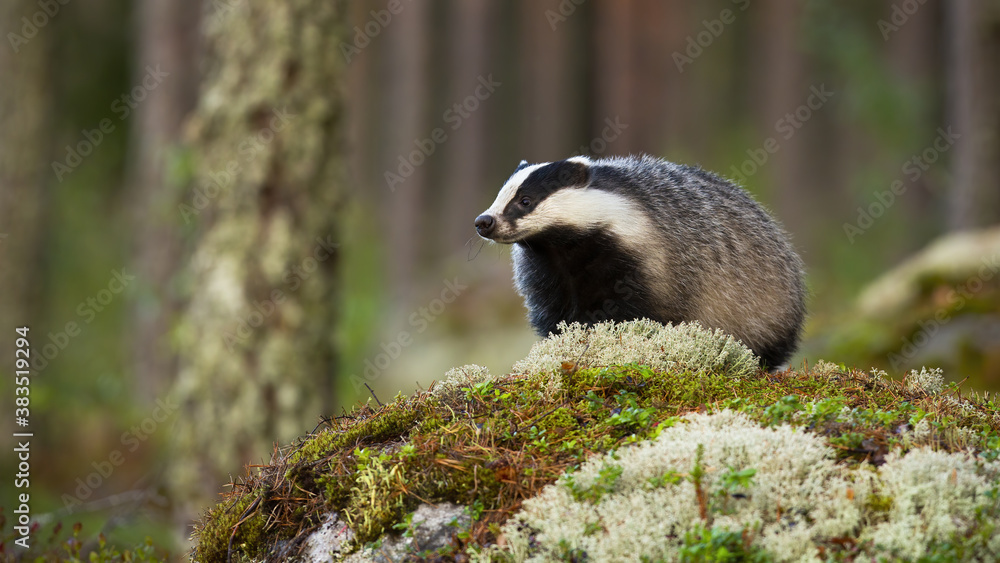 European badger, meles meles, standing on rock in summertime nature. Striped badger looking on moss in summer forest. Wild black and white mammal observing on stone.