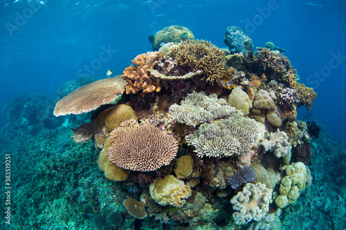 Healthy coral and fish on the Great Barrier Reef