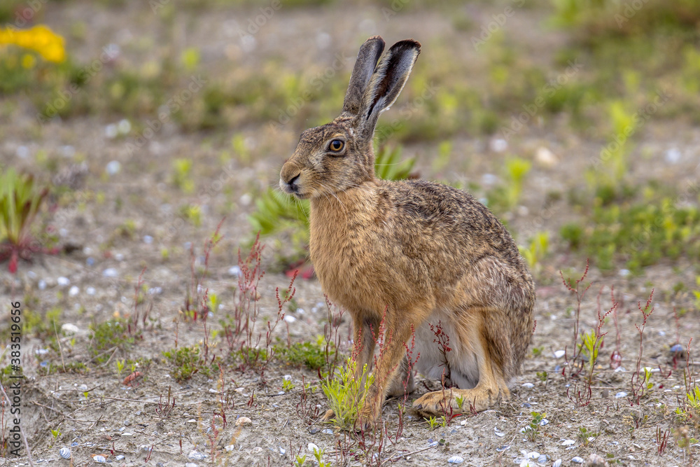 Fototapeta premium European Hare sitting in field