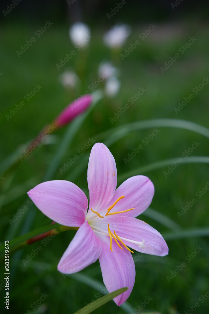 花, 自然, ピンク, 植える, 紫, 庭, 緑, 全盛期, 美しさ, とぶ, 美しい, マクロ, サマータイム, 植物, フローラル, 咲く, 葉, アップ, 植物学, 色, スミレ, すごい 花, 自然, ピンク, 植える, 紫, 庭, 緑, 全盛期, 美しさ, とぶ, 美しい, マクロ, サマータイム, 植物, フローラル, 咲く, 葉, アップ, 植物学, 色, スミレ, すごい