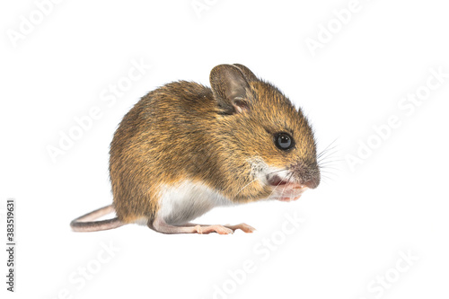 Eating mouse isolated on white background