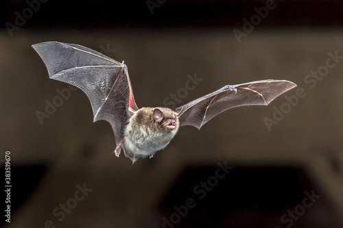 Fotografia Flying Daubentons bat