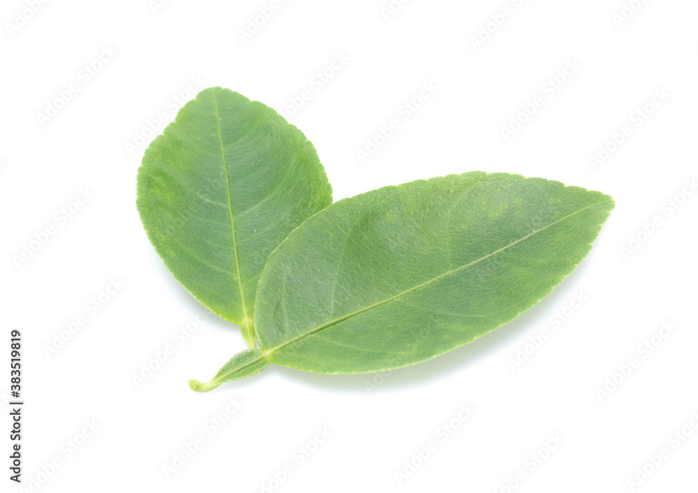 Fototapeta premium Fresh lemon leaves isolated over white background
