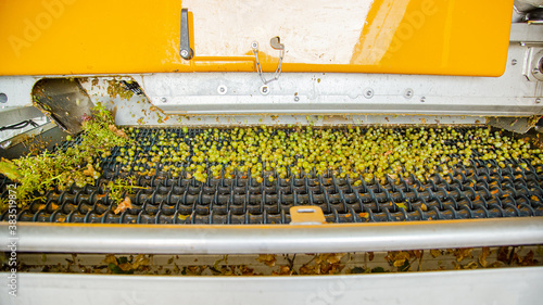 Process Of Crushing The Grapes In Winemaking. photo