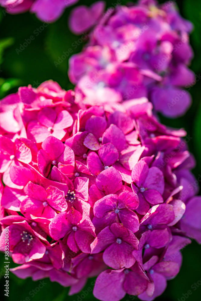 初夏に咲く満開の紫陽花