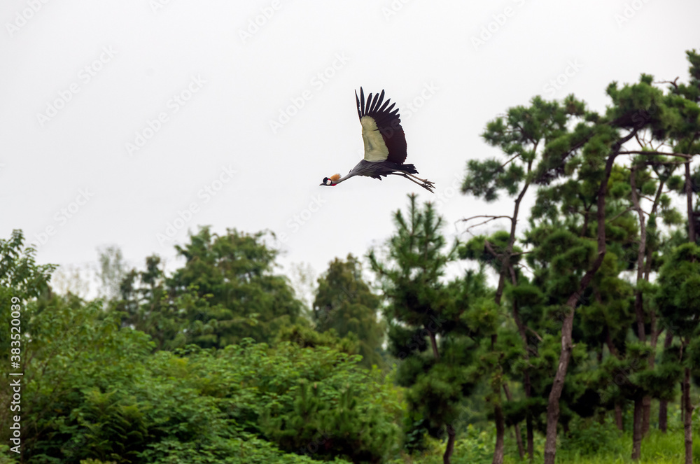 Fototapeta premium A crowned crane flying over forest