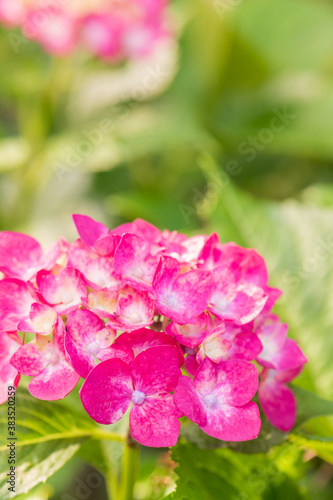 Fototapeta Naklejka Na Ścianę i Meble -  初夏に咲く満開の紫陽花