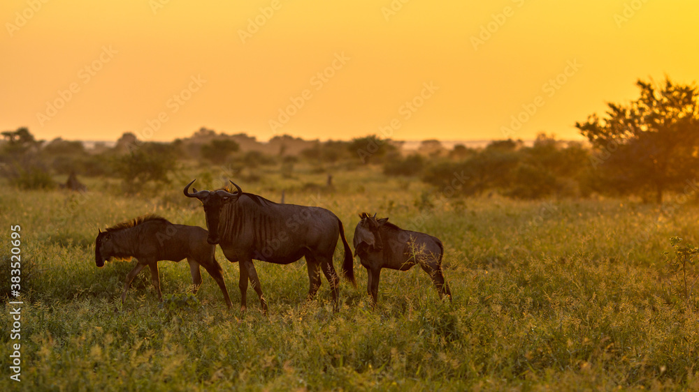 Obraz premium Savanna Orange morning light with three wildebeest