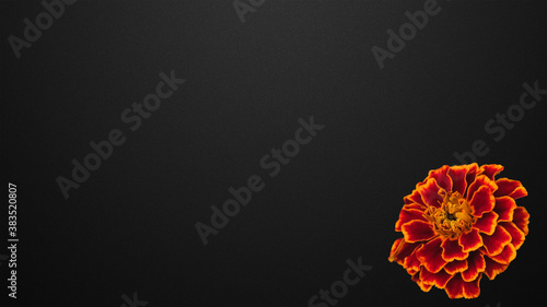 Orange beautiful flower on a black background.      