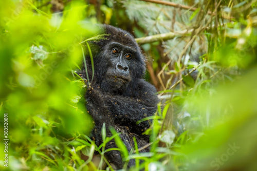 Portrait of a mountain gorilla (Gorilla beringei beringei), Bwindi Impenetrable Forest National Park, Uganda.   © Gunter