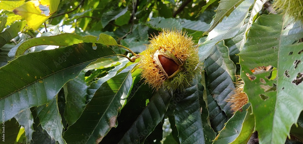 bee on a flower bee on a flower