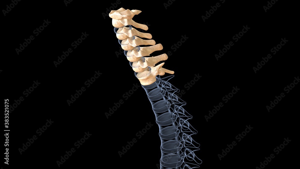 human anatomy and physiology.3d Illustration human anatomy and physiology.3d Illustration