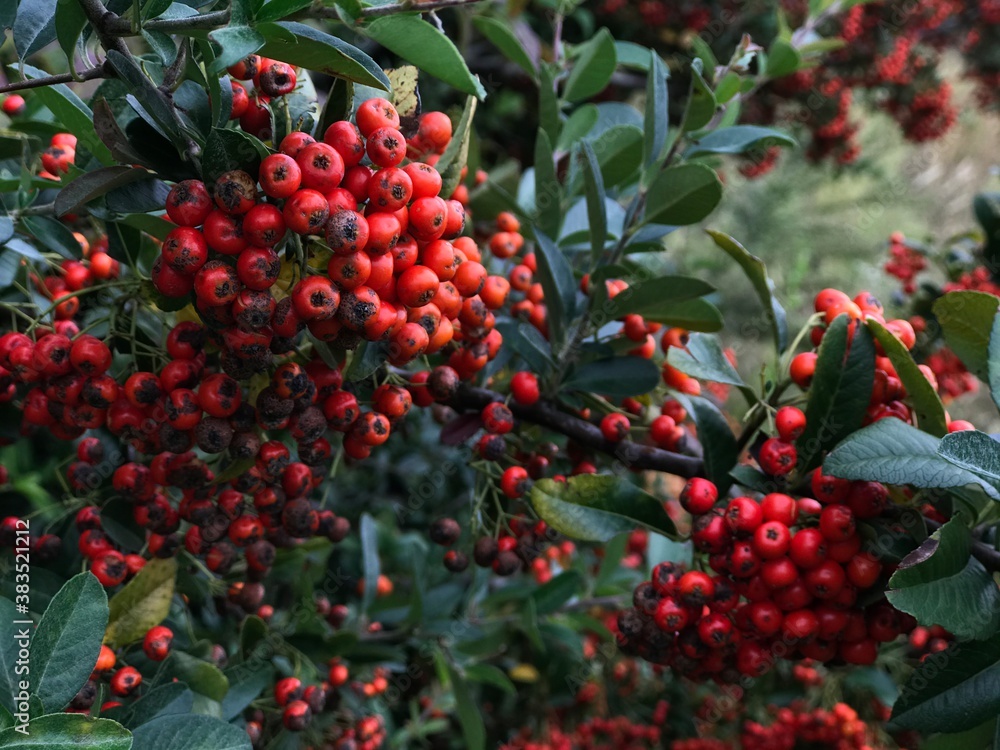 red berries on a bush red berries on a bush
