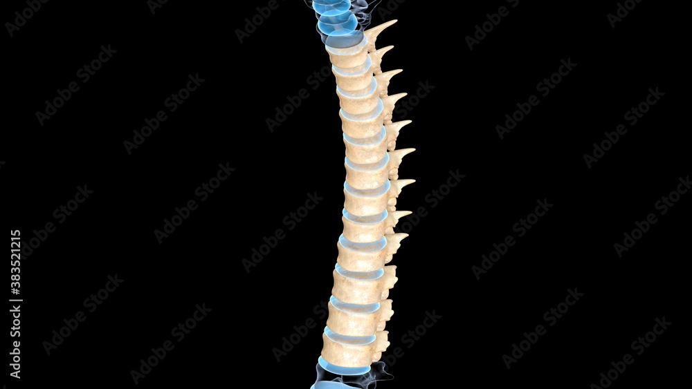 human anatomy and physiology.3d Illustration human anatomy and physiology.3d Illustration