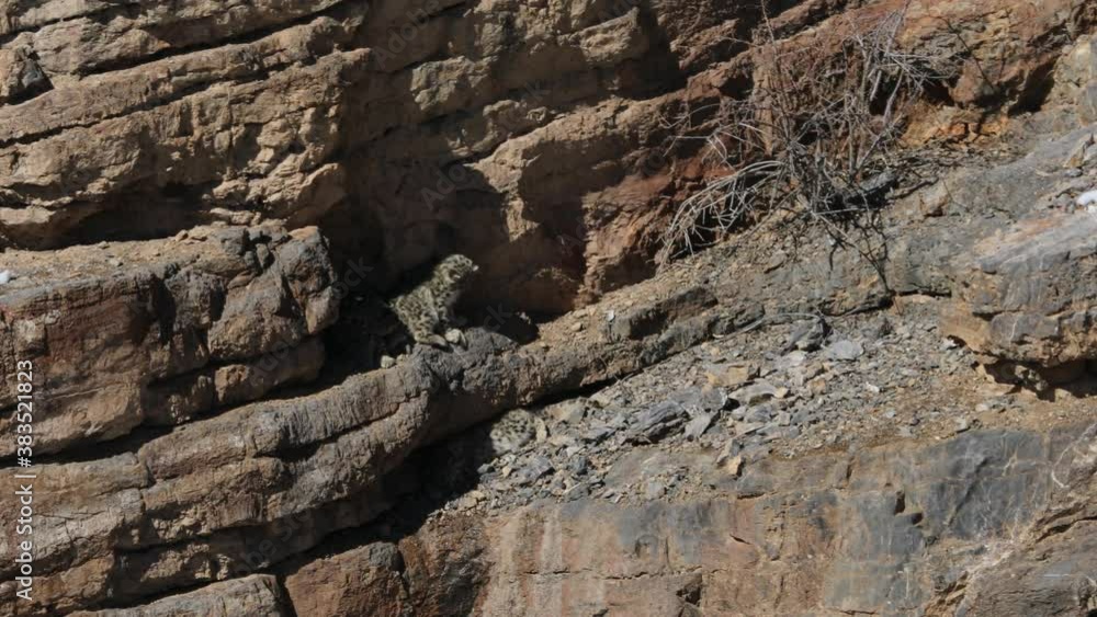 Snow leopard cubs near Kibber, Spiti valley of Himachal Pradesh, India Snow leopard cubs near Kibber, Spiti valley of Himachal Pradesh, India