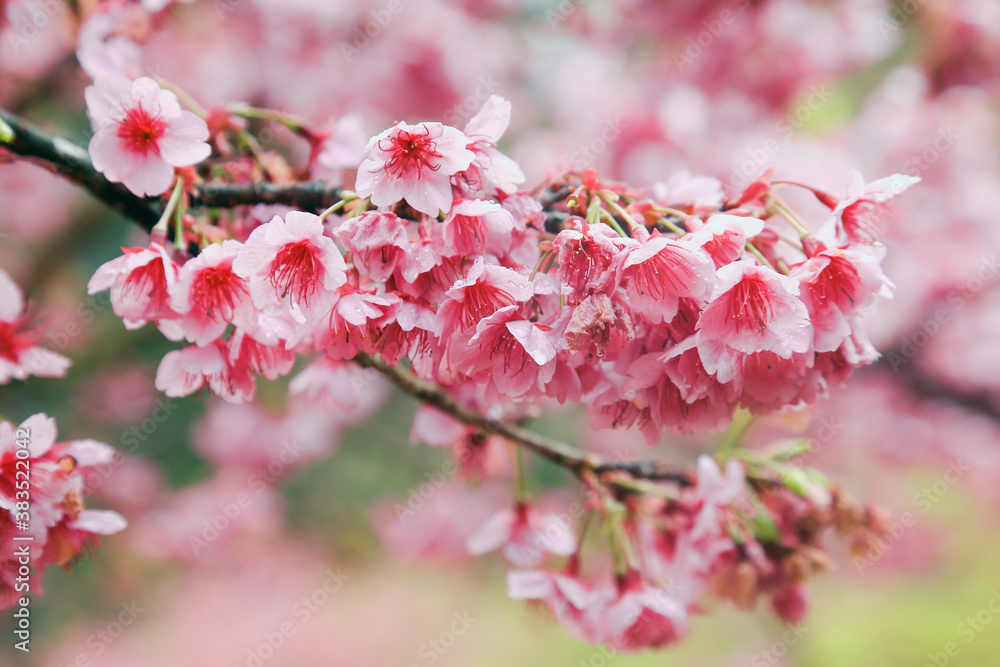 Fototapeta premium Vintage sakura or cherry blossom