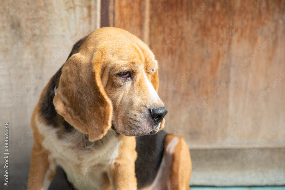 Close up and front view with selective focus of old fat beagle dog sitting in front of the wooden door of the house. It looks sleepy, but the photo under sun light with copy space is beautiful.