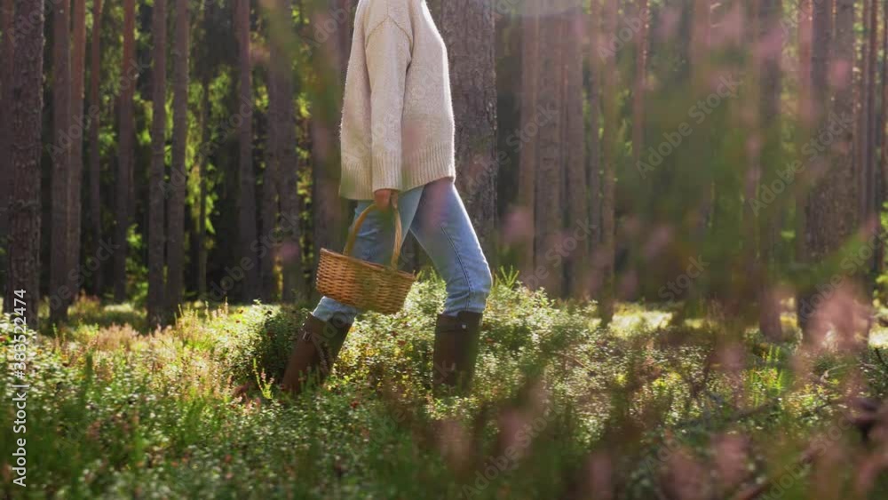 picking season and leisure people concept - young woman with mushrooms in wicker basket walking in forest picking season and leisure people concept - young woman with mushrooms in wicker basket walking in forest