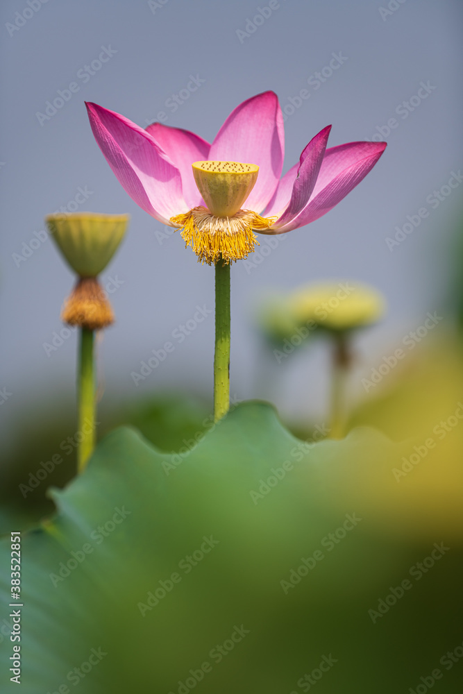 pink lotus flowers closed up pink lotus flowers closed up