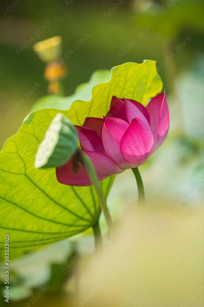 pink lotus and green leaf