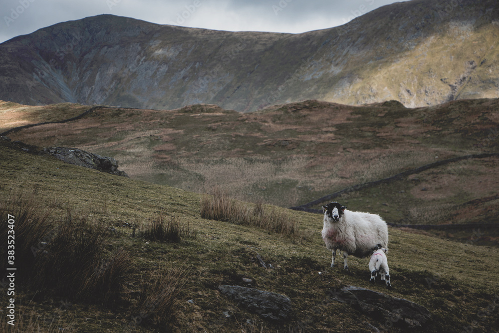 Kirkstone pass, sheep in the mountains, 