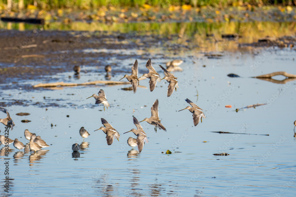 A flock of Long-billed dowitchers making a landing. Vancouver BC Canada
A flock of Long-billed dowitchers making a landing. Vancouver BC Canada
