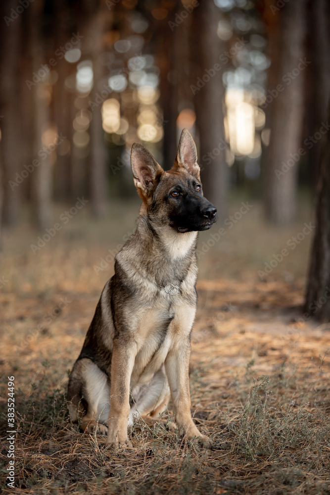 beautiful dog german shepherd breed in the forest beautiful dog german shepherd breed in the forest