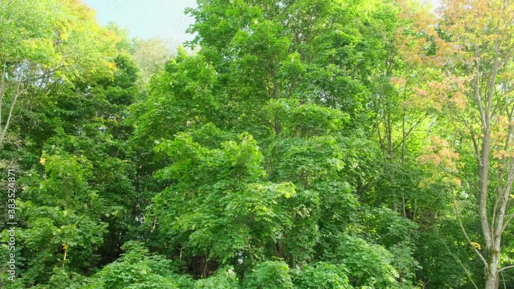 Amazing and relaxing atmosphere in the forest. walking path surrounded by trees. close up Amazing and relaxing atmosphere in the forest. walking path surrounded by trees. close up