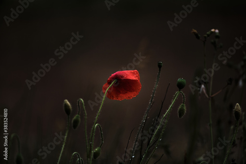 Wild Poppy Growing, Last One Standing photo