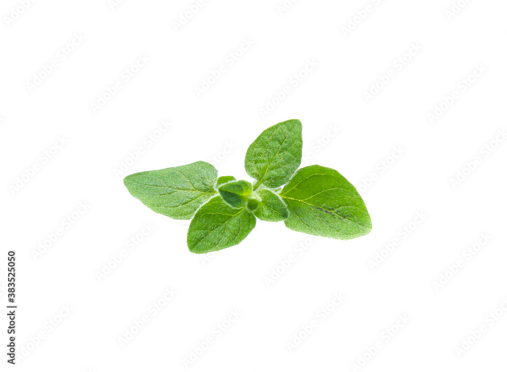Oregano or marjoram leaves isolated on white background Oregano or marjoram leaves isolated on white background
