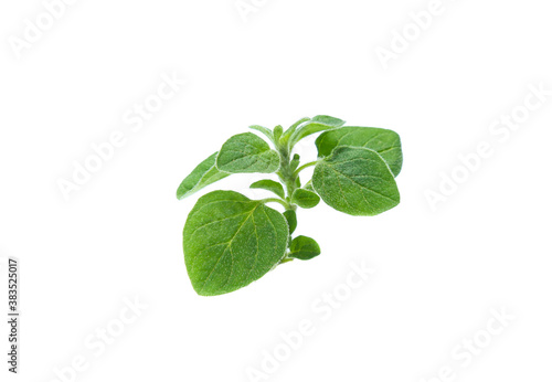 Oregano or marjoram leaves isolated on white background