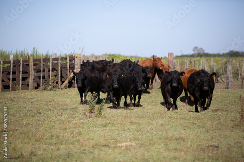 Angus en el campo pampeano