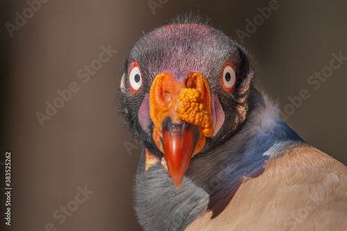 A King Vulture Looking at the Camera photo