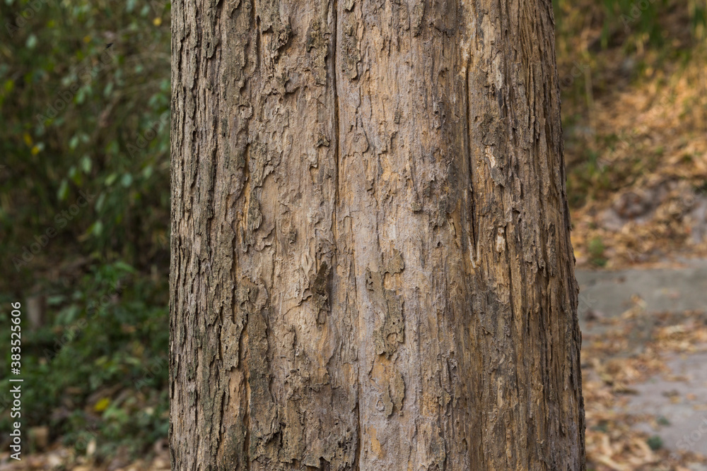 Teak tree in the forest with blurred background Teak tree in the forest with blurred background