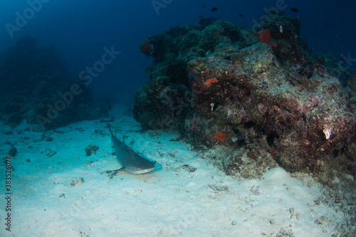 A white tip reef shark sits on the reef