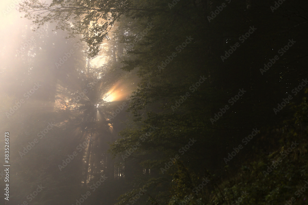 The sunlight penetrates the fog and the dark forest of the Cansiglio The sunlight penetrates the fog and the dark forest of the Cansiglio