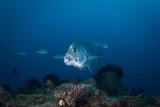 A Trevally with its mouth open