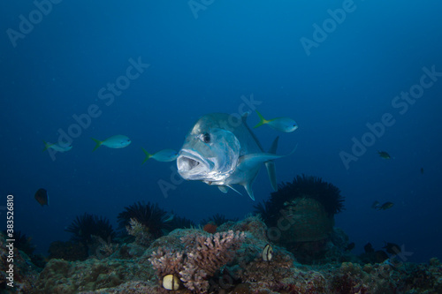 A Trevally with its mouth open