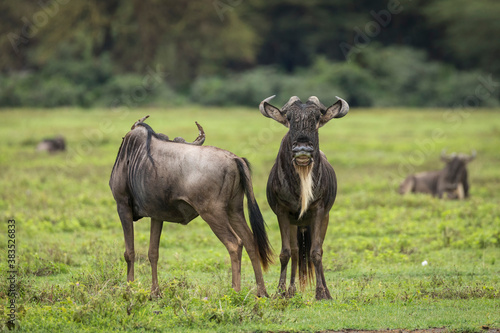 Fotografía Wildebeest in green plains of Ngorongoro Crater in Tanzania