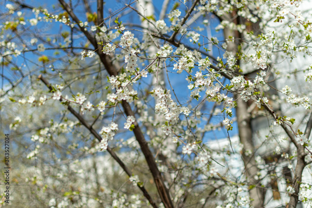 spring branches