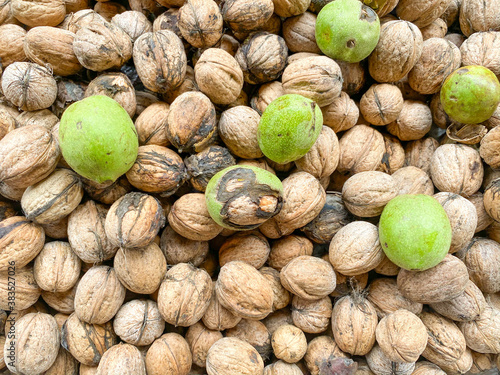 Walnuts opened the shell and the collected