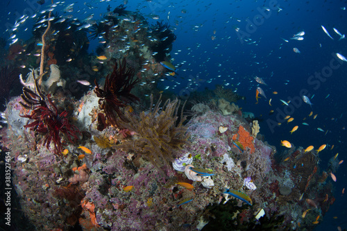 A school of fish on the reef