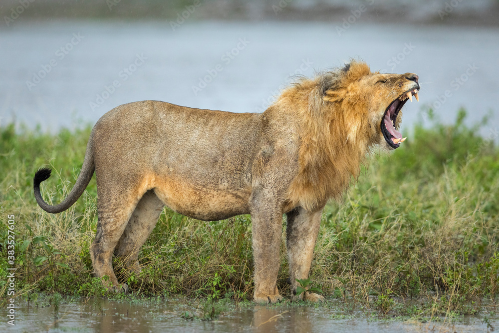 Obraz premium Male lion standing in the rain yawning in Ndutu in Tanzania